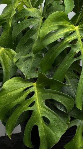 مونستيريا كبيرة متسلقة