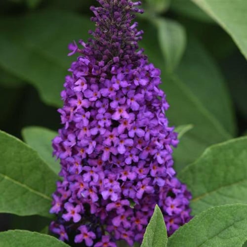 تمر حنى فرنسي