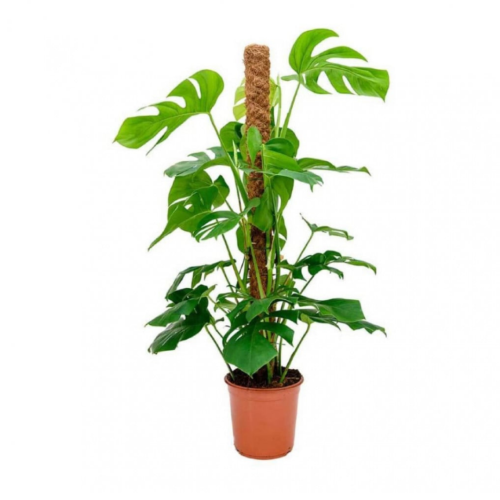 مونستيريا كبيرة متسلقة