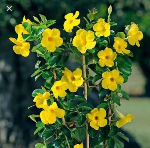 اماندا متسلق