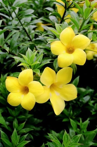 اماندا متسلق