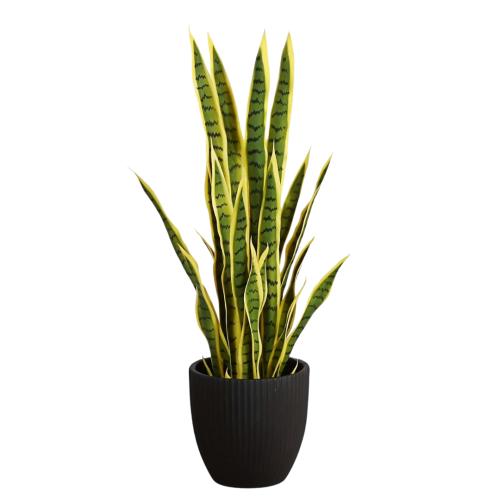 سنسفيريا جلد النمر كبير