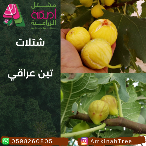 تين عراقي