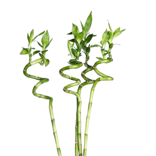 ساق البامبو كبير