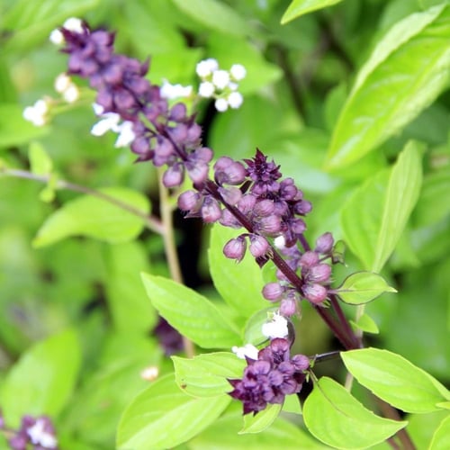 ريحان عراقي