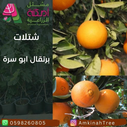 برتقال ابو سرة