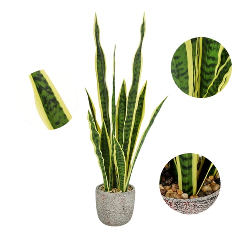 سنسفيريا جلد النمر كبير