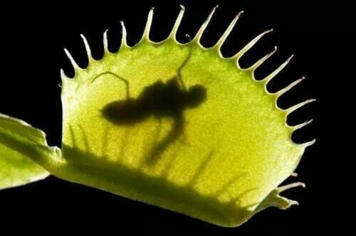 فينوس ( آكلة الحشرات)