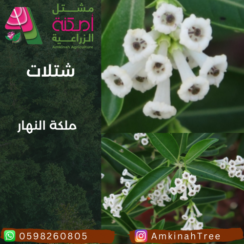 ملكة النهار