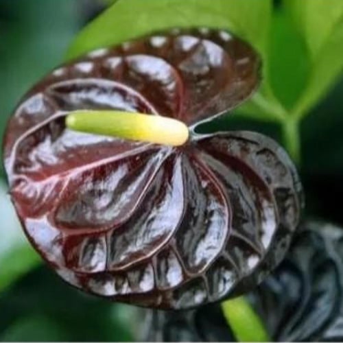 انتوريوم اسود