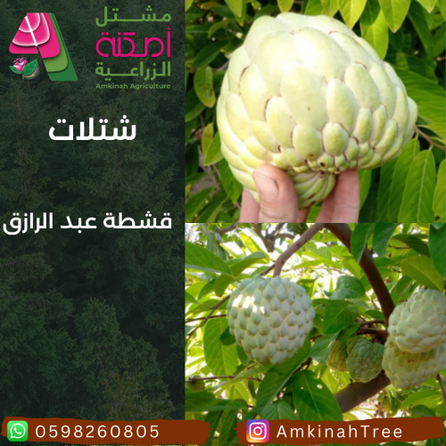 قشطة عبد الرزاق