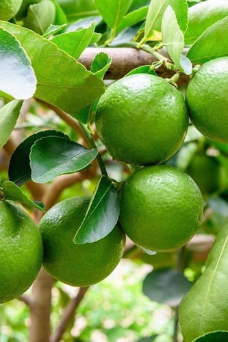 ليمون بن زهير