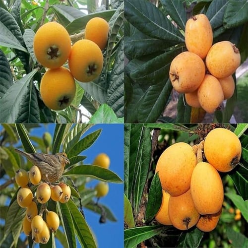 اسكدونيا