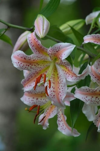 ليليوم وردي