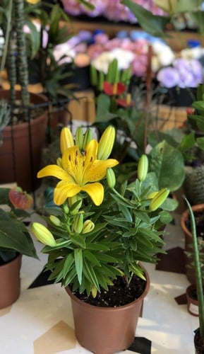 ليليوم اصفر