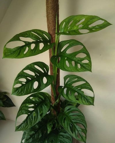 مونستيريا كبيرة متسلقة