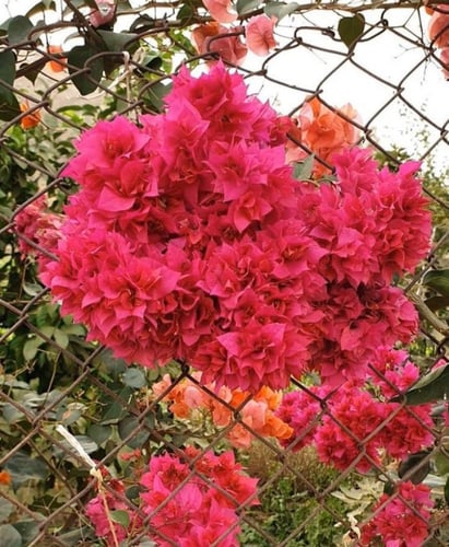 جهنمية مكبس