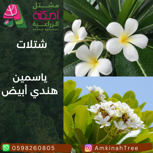 ياسمين هندي ابيض صغير