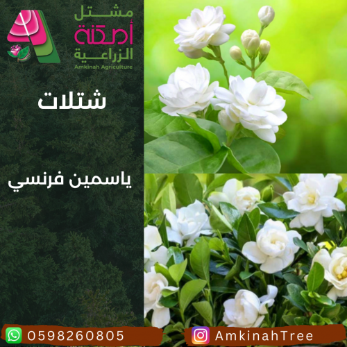 ياسمين فرنسي
