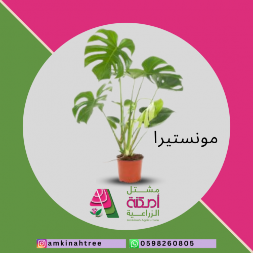 مونستيريا صغير