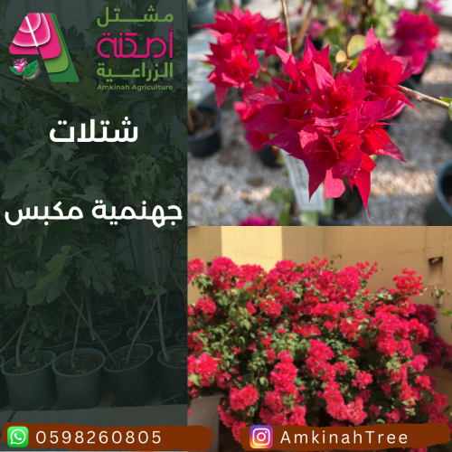 جهنمية مكبس