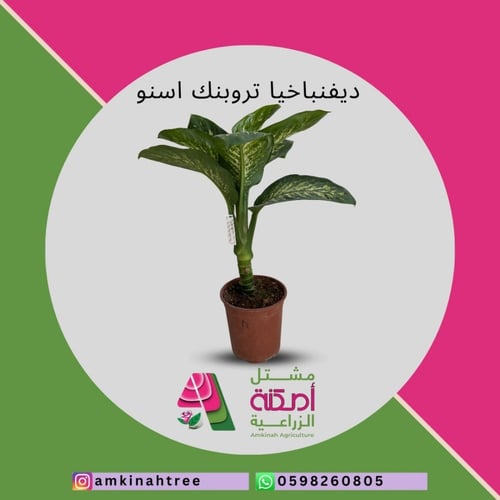 ديفنباخيا تروبنك اسنو