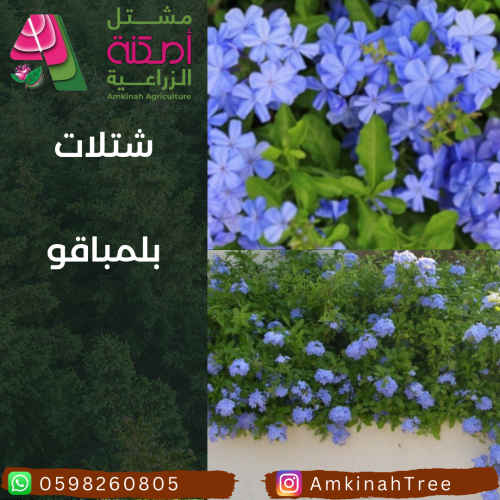 بلمباقو