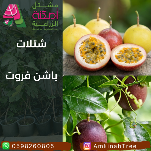 باشن فروت