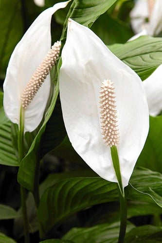 زنبق السلام