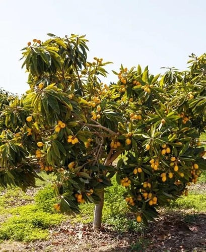 اسكدونيا