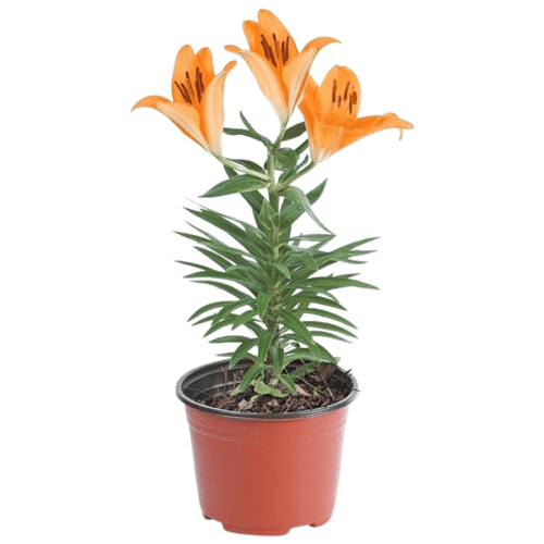 ليليوم اصفر