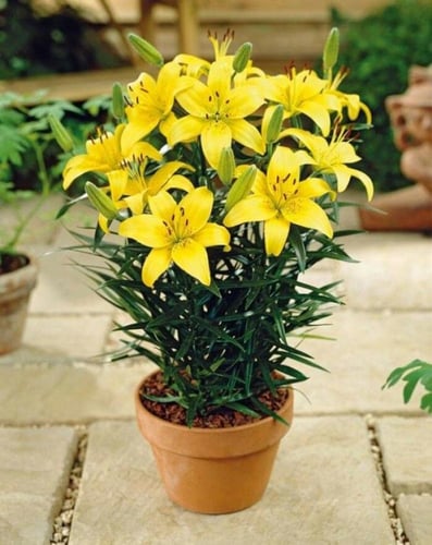 ليليوم اصفر