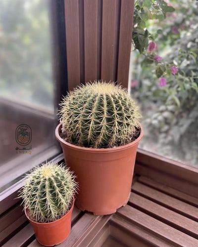 عمة القاضي صغير