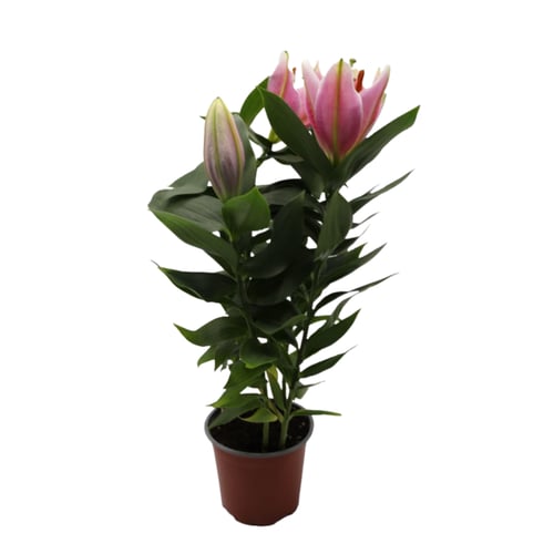 ليليوم وردي