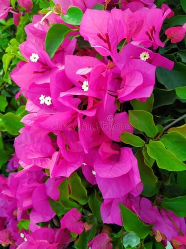 جهنمية وردي صغير