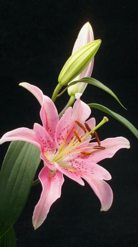 ليليوم وردي