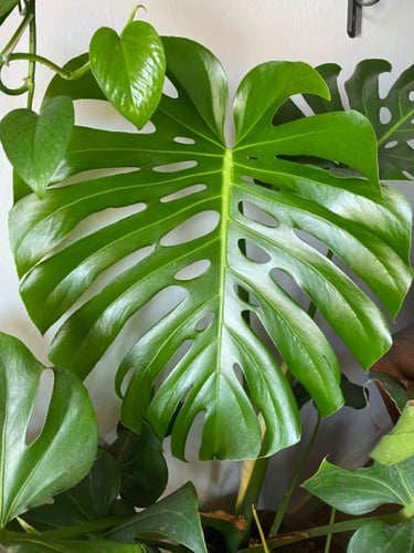 مونستيريا كبيرة متسلقة