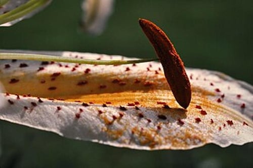 ليليوم اصفر