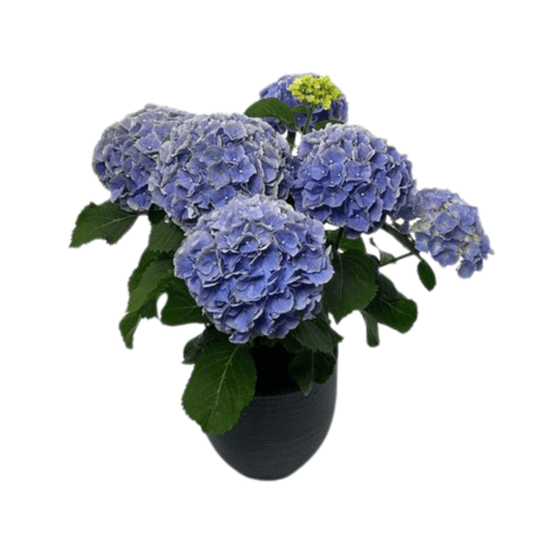 هيدرانجيا وردي