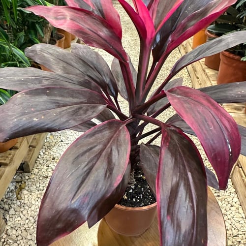 كورد يلاين تانجو