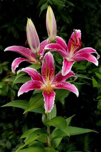 ليليوم وردي