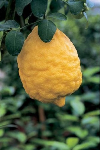 ترنج