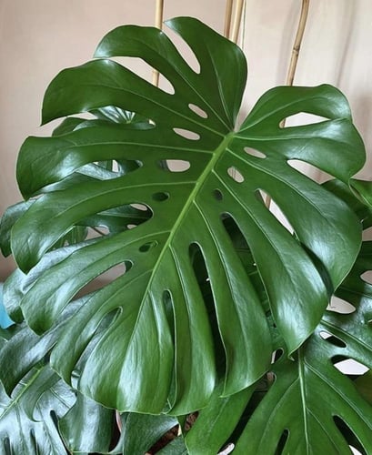 مونستيريا كبيرة متسلقة