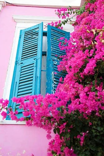 جهنمية وردي صغير