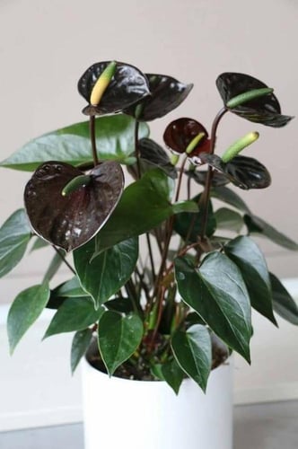 انتوريوم اسود