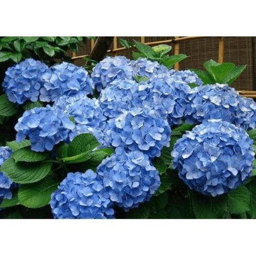 هيدرانجيا وردي