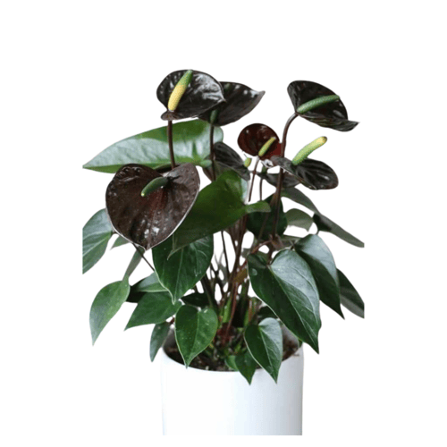 انتوريوم اسود