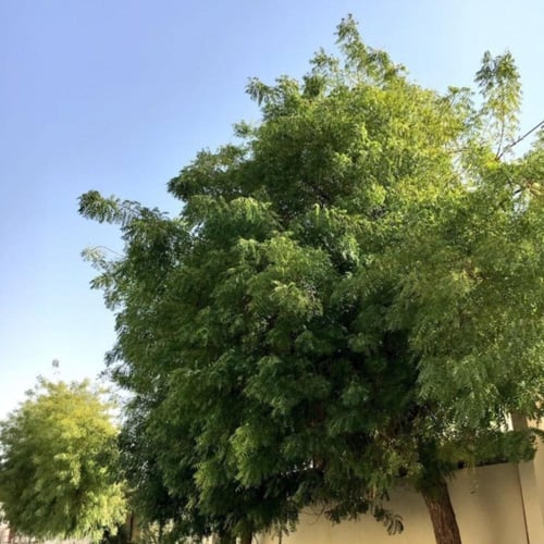 نيم هندي اصفر