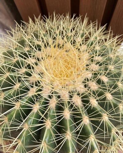 عمة القاضي صغير