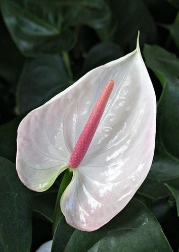 انتوريوم ابيض